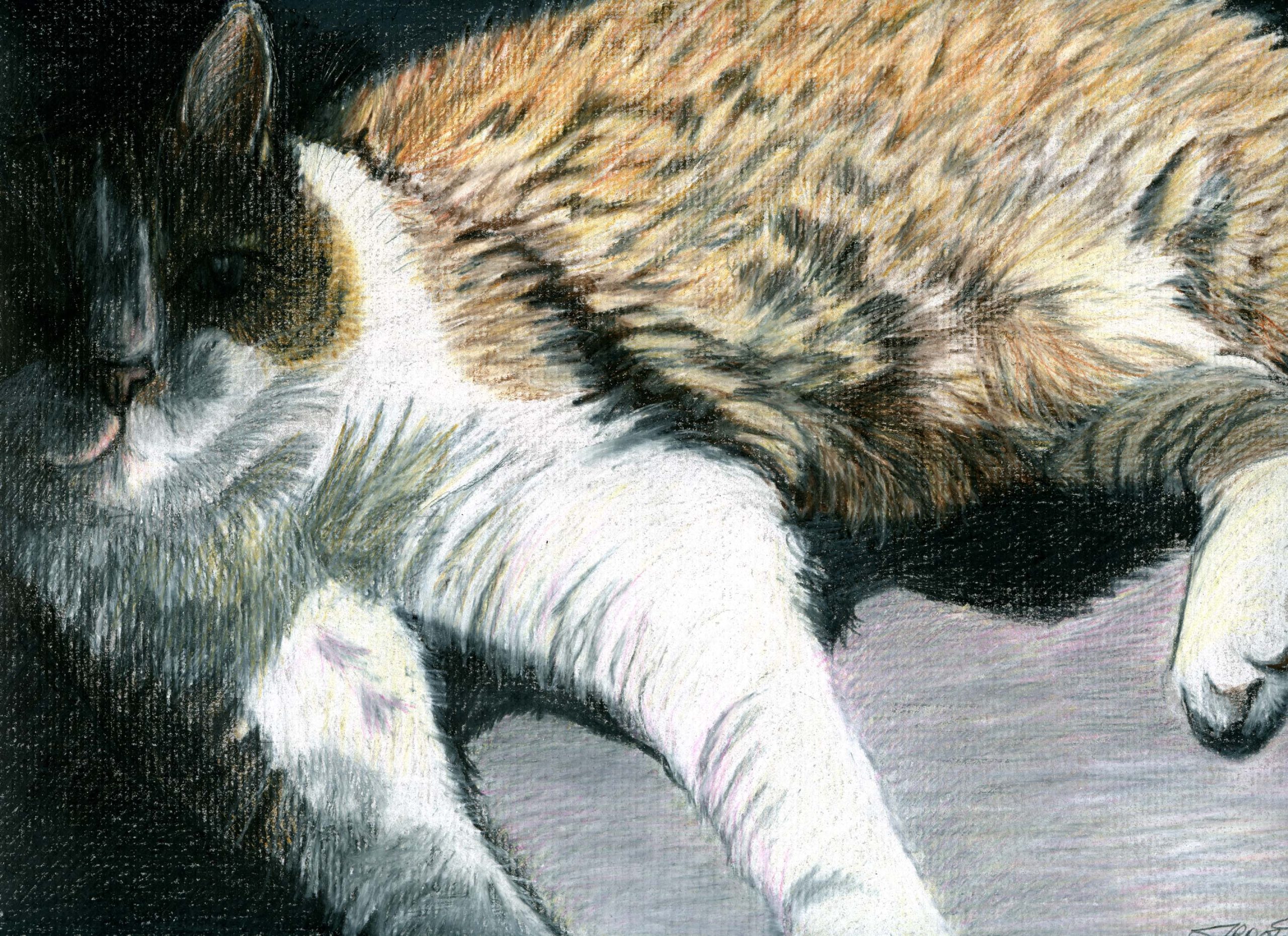 Colored pencil portait of cat laying in sunlight