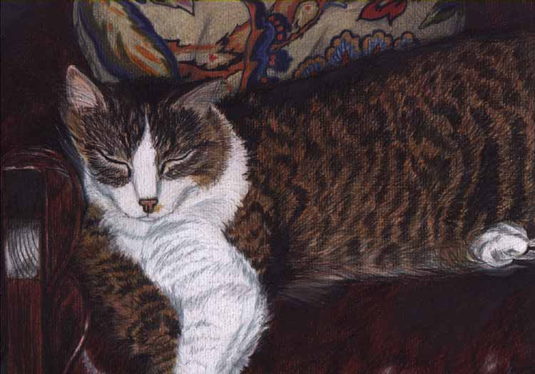 cat sleeping colored pencil drawing