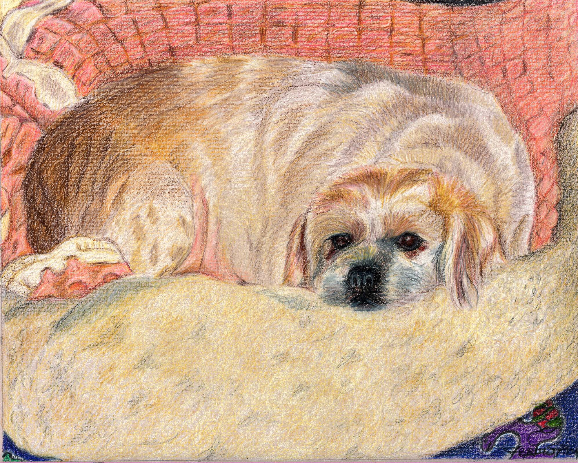 dog laying in dog bed colored pencil drawing