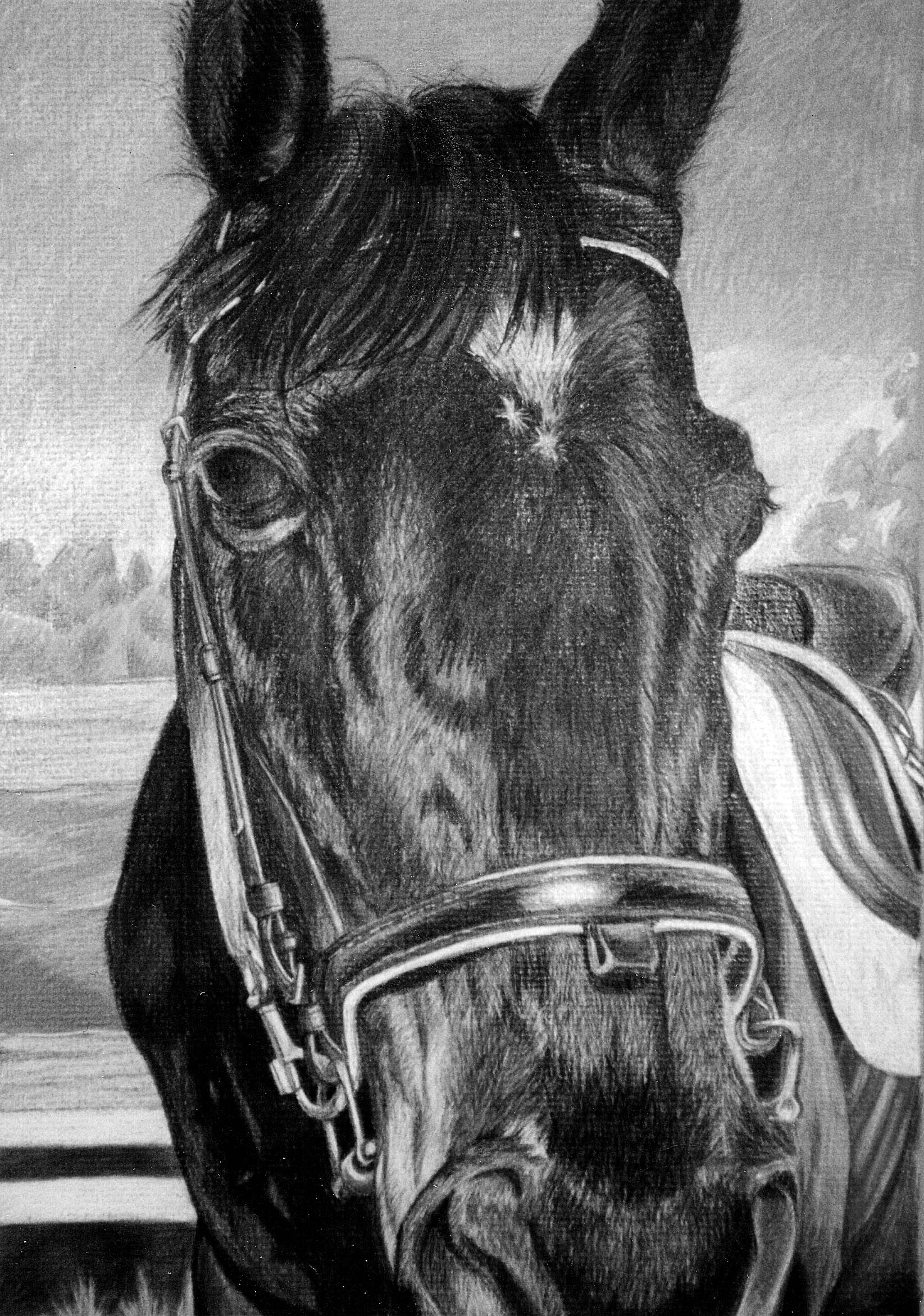 horse black and white drawing