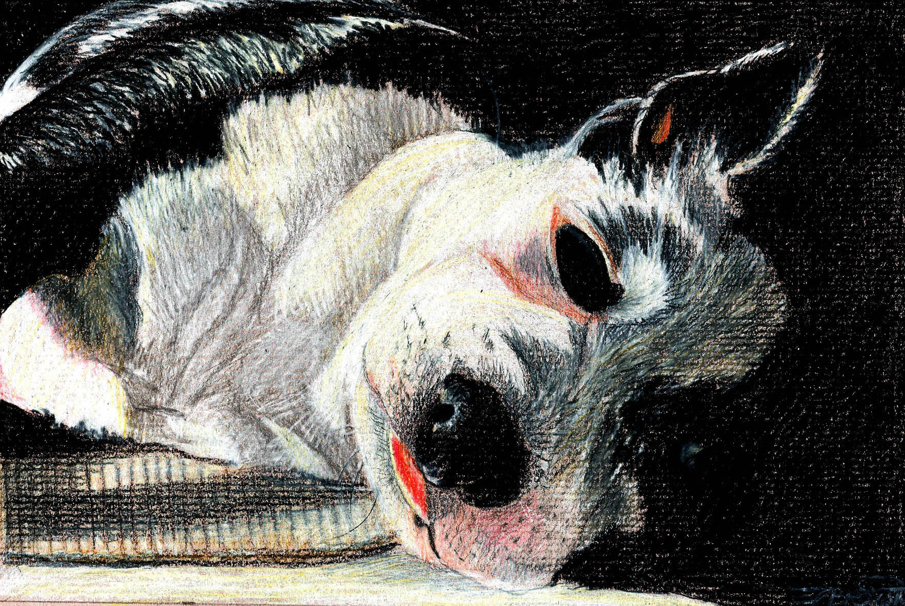 boston terrier laying in sun colored pencil drawing