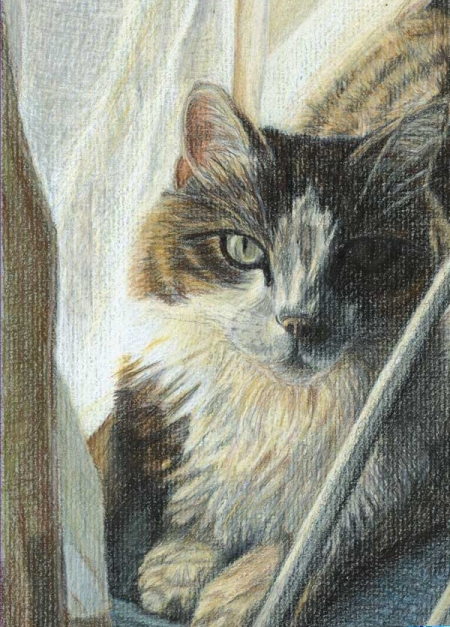 Colored pencil portrait of cat